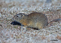 Spermophilus beldingi